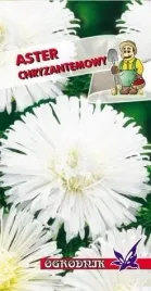 aster-chryzantemowy-bialy-1g-o
