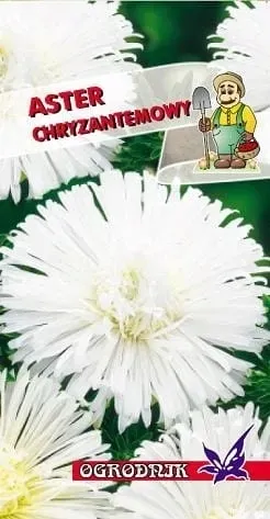 aster-chryzantemowy-bialy-1g-o