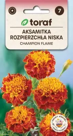 aksamitka-niska-champion-flame-nasiona-05g-t
