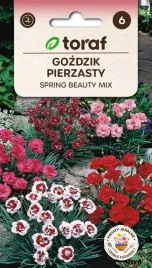 gozdzik-pierzasty-spring-beauty-05g-t