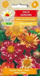 dalia-karlowa-dwarf-collarette-dandy-05g-t