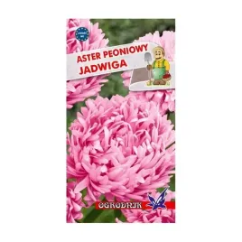 aster-peoniowy-jadwiga-1g-o