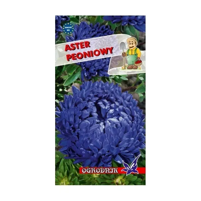 aster-peoniowy-niebieski-1g-o