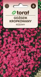gozdzik-kropkowany-rozowy-03g-t