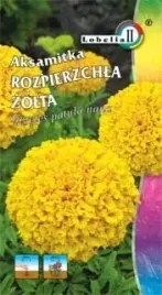 aksamitka-rozpierzchla-zolta-1g-l