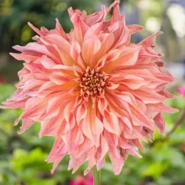 dalia-talerzowa-penhill-watermelon-1-szt-karpa-sadzonka-sadzonki