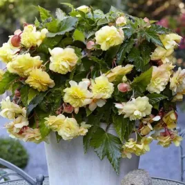 begonia-zwisajaca-pelna-odorata-sunny-dream-1-szt-cebulki-cebule-kwiaty