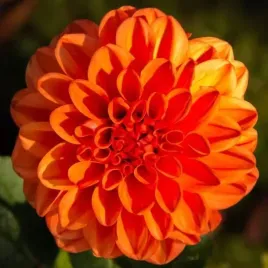 dalia-dekoracyjna-orange-nugget-1-szt-karpa-sadzonka-sadzonki