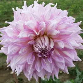 dalia-talerzowa-almand-s-joy-1-szt-karpa-sadzonka-sadzonki