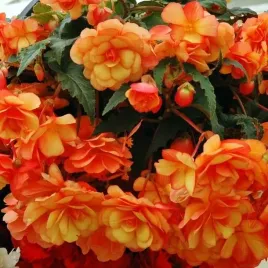begonia-pendula-zwisajaca-pomaranczowa-1-szt-cebulki-cebule-kwiaty