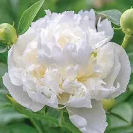 paeonia-piwonia-chinska-duchesse-de-nemours-1-szt-sadzonka-sadzonki