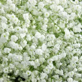 gypsophila-gipsowka-wiechowata-biala-1-szt-bylina-sadzonka-sadzonki