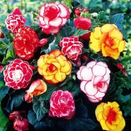 begonia-dwukolorowa-mieszanka-mix-5-szt-cebulki-cebule-kwiaty