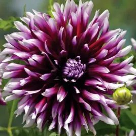 dalia-kaktusowa-alauna-clair-obscur-1-szt-karpa-sadzonka-sadzonki