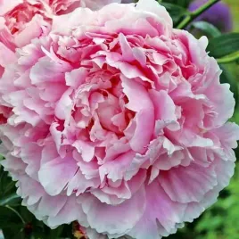 paeonia-piwonia-chinska-shirley-temple-1-szt-sadzonka-sadzonki