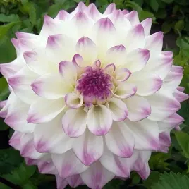 dalia-talerzowa-hapet-blue-eyes-1-szt-karpa-sadzonka-sadzonki