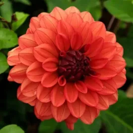 dalia-dekoracyjna-missis-miley-1-szt-karpa-sadzonka-sadzonki