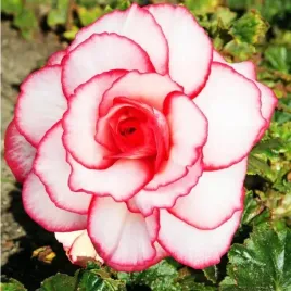 begonia-dwukolorowa-picotee-blush-1-szt-cebulki-cebule-kwiaty
