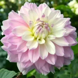 dalia-dekoracyjna-who-me-1-szt-karpa-sadzonka-sadzonki