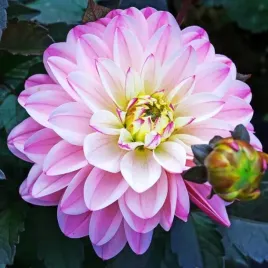 dalia-dekoracyjna-wittem-rozmiar-ii-1-szt-karpa-sadzonka-sadzonki