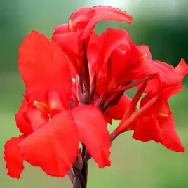 kanna-canna-paciorecznik-evening-star-1-szt-bylina-sadzonka-sadzonki