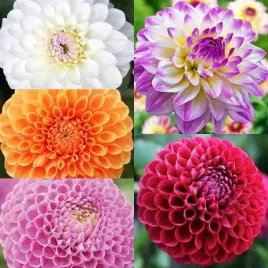 zestaw-dalia-pomponowa-5-szt-karpa-sadzonka-sadzonki