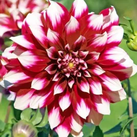 dalia-dekoracyjna-siedlerstolz-1-szt-karpa-sadzonka-sadzonki