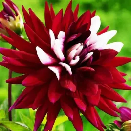 dalia-kaktusowa-rebecca-s-world-1-szt-karpa-sadzonka-sadzonki