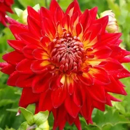 dalia-dekoracyjna-manhattan-island-1-szt-karpa-sadzonka-sadzonki