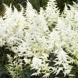 astilbe-tawulka-arendsa-diamant-1-szt-bylina-sadzonka-sadzonki