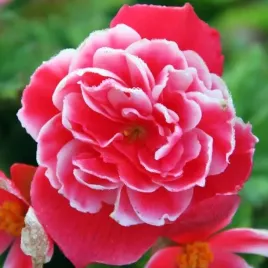 begonia-dwukolorowa-camellia-1-szt-cebulki-cebule-kwiaty