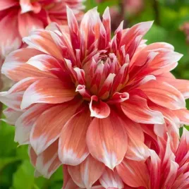 dalia-talerzowa-frost-nip-1-szt-karpa-sadzonka-sadzonki