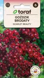 gozdzik-brodaty-scarlet-beauty-05g-t