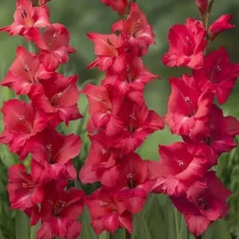 gladiolus-mieczyk-berlioz-5-szt-cebulki-cebule-kwiaty