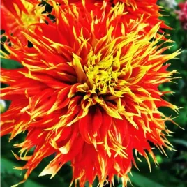 dalia-kaktusowa-show-n-tell-1-szt-karpa-sadzonka-sadzonki