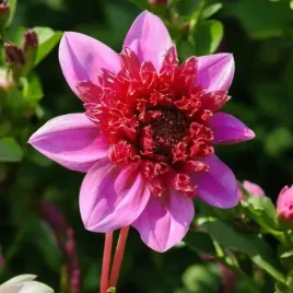 dalia-anemonowa-bayou-1-szt-karpa-sadzonka-sadzonki