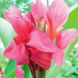 kanna-canna-paciorecznik-crimson-beauty-1-szt-bylina-sadzonka-sadzonki