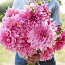 dalia-talerzowa-otto-s-thrill-1-szt-karpa-sadzonka-sadzonki