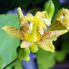 tricyrtis-trojsklepka-golden-festival-1-szt-bylina-sadzonka-sadzonki