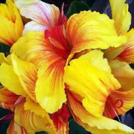 kanna-canna-paciorecznik-talisman-1-szt-bylina-sadzonka-sadzonki