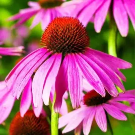 echinacea-jezowka-fioletowa-1-szt-bylina-sadzonka-sadzonki