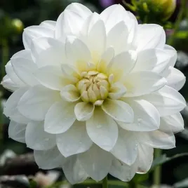 dalia-dekoracyjna-white-onesta-1-szt-karpa-sadzonka-sadzonki