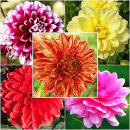 zestaw-dalia-dekoracyjna-5-szt-karpa-sadzonka-sadzonki