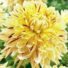 dalia-dekoracyjna-cambridge-1-szt-karpa-sadzonka-sadzonki