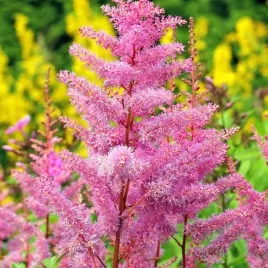 astilbe-tawulka-arendsa-superba-1-szt-bylina-sadzonka-sadzonki