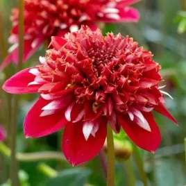 dalia-anemonowa-speech-1-szt-karpa-sadzonka-sadzonki