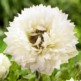 anemon-zawilec-st-brigid-mount-everest-10-szt-cebulki-cebule