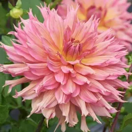 dalia-kaktusowa-omega-rozmiar-ii-1-szt-karpa-sadzonka-sadzonki