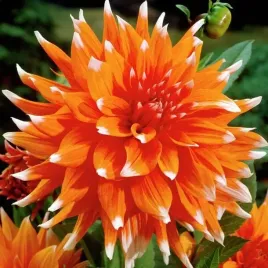 dalia-kaktusowa-colour-spectacle-1-szt-karpa-sadzonka-sadzonki