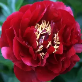 paeonia-piwonia-chinska-buckeye-belle-1-szt-sadzonka-sadzonki